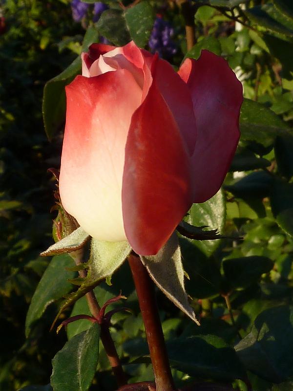 P1000428